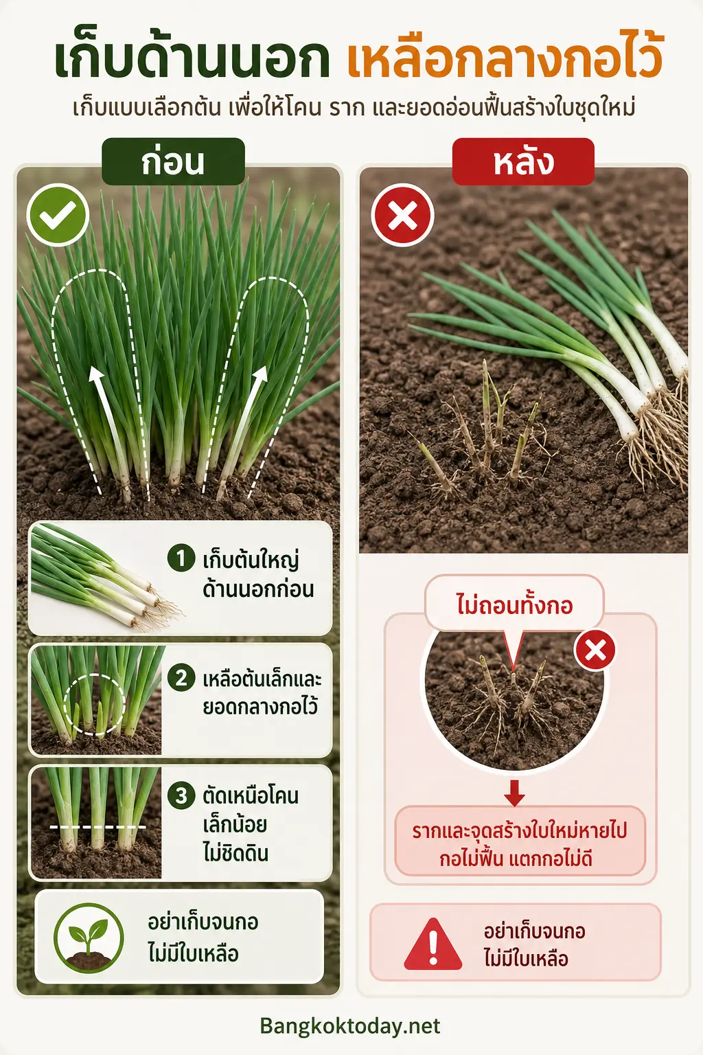 อินโฟกราฟิก วิธีปลูกต้นหอม แสดง เริ่มจากเข้าใจจุดที่ต้องรักษาไว้: โคนต้นไม่ใช่ส่วนที่ควรเก็บหมด เปรียบเทียบกอต้นหอมสองฝั่ง: