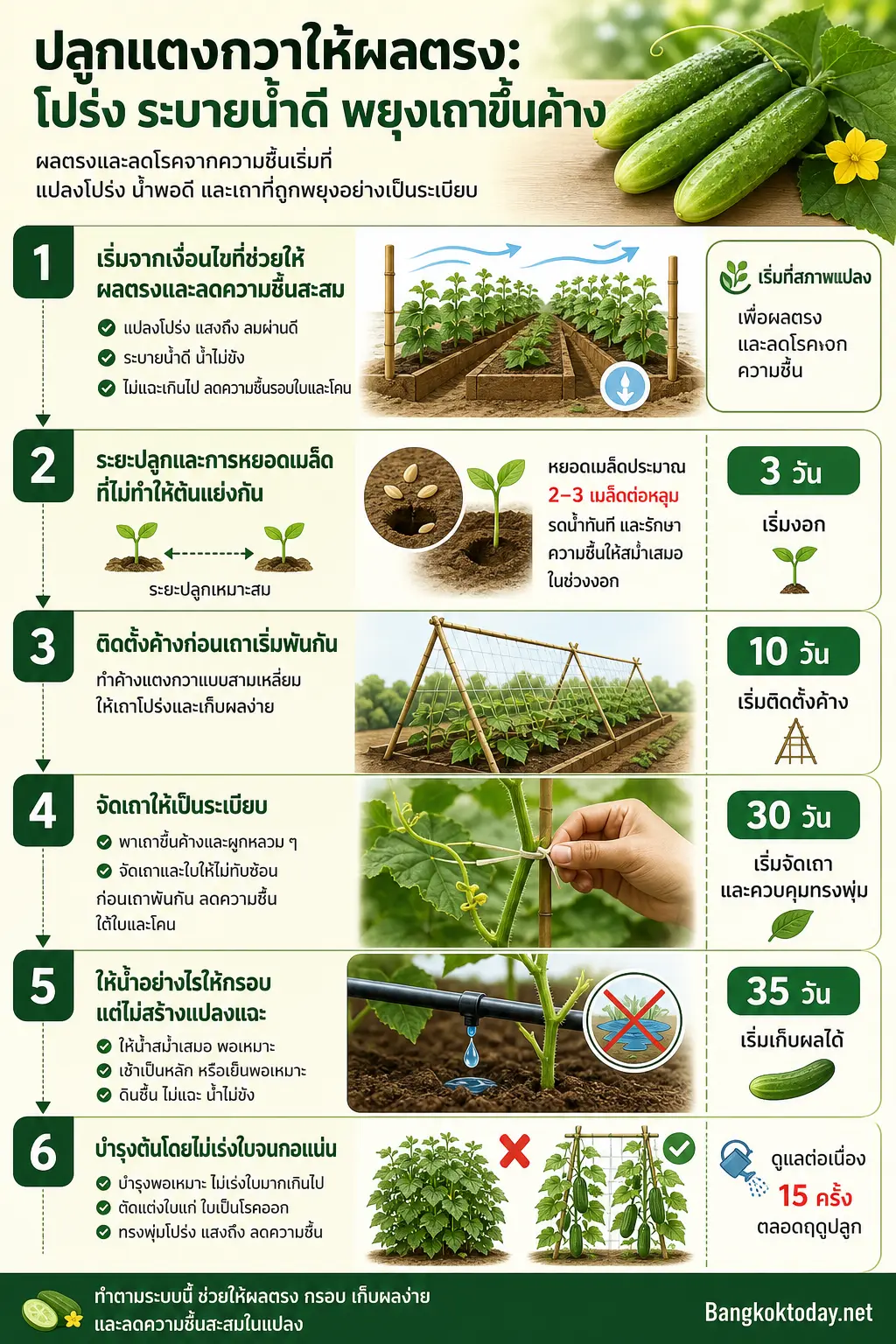 เส้นทางจากเงื่อนไขแปลง → ระยะปลูกและหยอดเมล็ด → ค้างสามเหลี่ยม → จัดเถา → ให้น้ำพอดี สรุปภาพรวม: