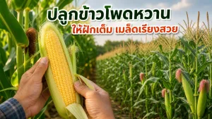 วิธีปลูกข้าวโพดหวานให้ฝักเต็ม เมล็ดเรียงสวย และเก็บถูกช่วงก่อนความหวานลด