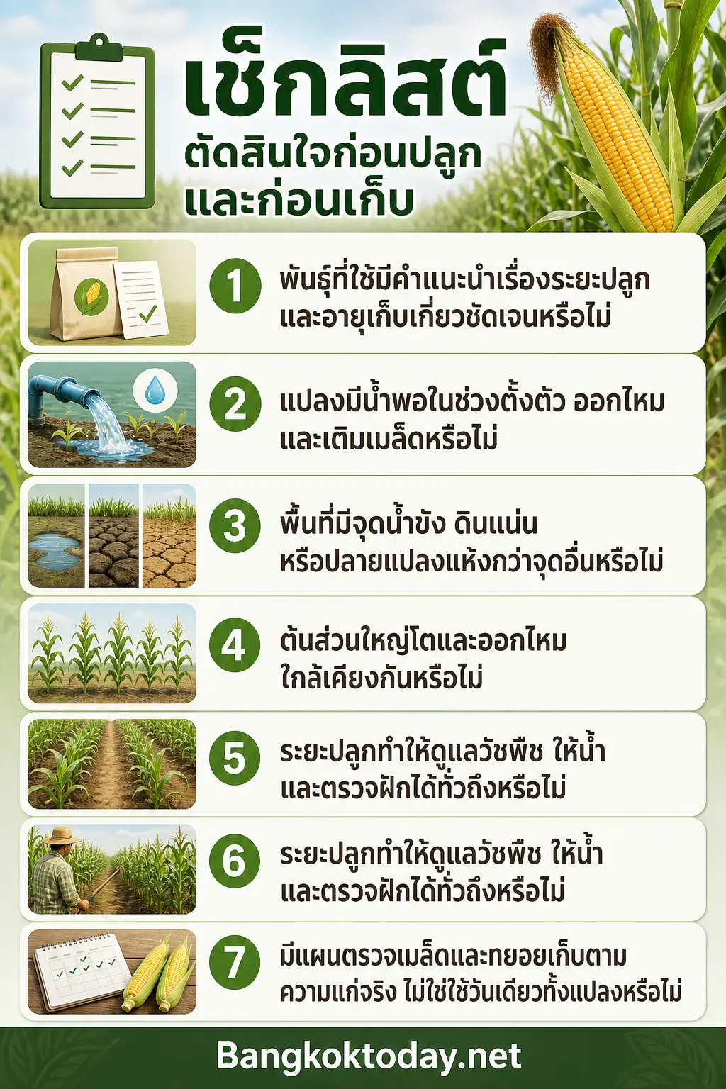 วิธีปลูกข้าวโพดหวาน — single clean explanatory editorial scene centered on the section heading