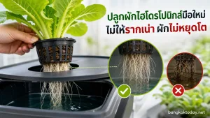 วิธีปลูกผักไฮโดรโปนิกส์ แสดง ต้นผักใบอ่อนที่ดูแข็งแรง ใบเขียวและตั้งตัวได้