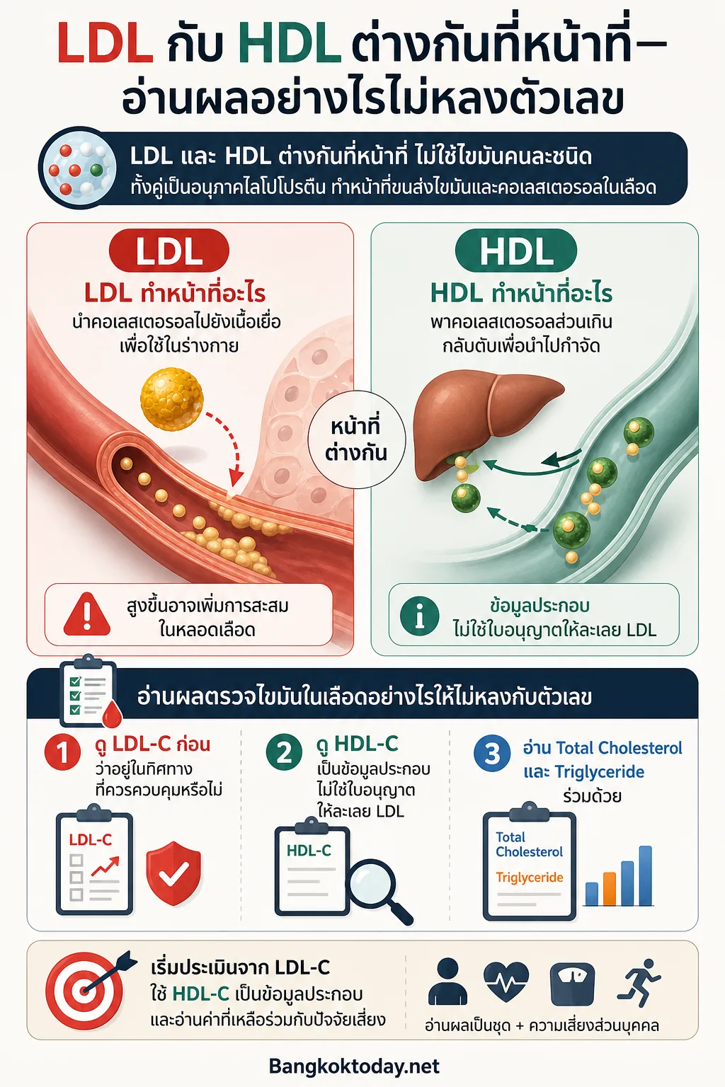แบ่งภาพเป็นสองฝั่ง LDL/HDL แสดงทิศทางการขนส่ง แล้วต่อด้วยแถบอ่านผล 3 ขั้น: LDL-C, HDL-C,