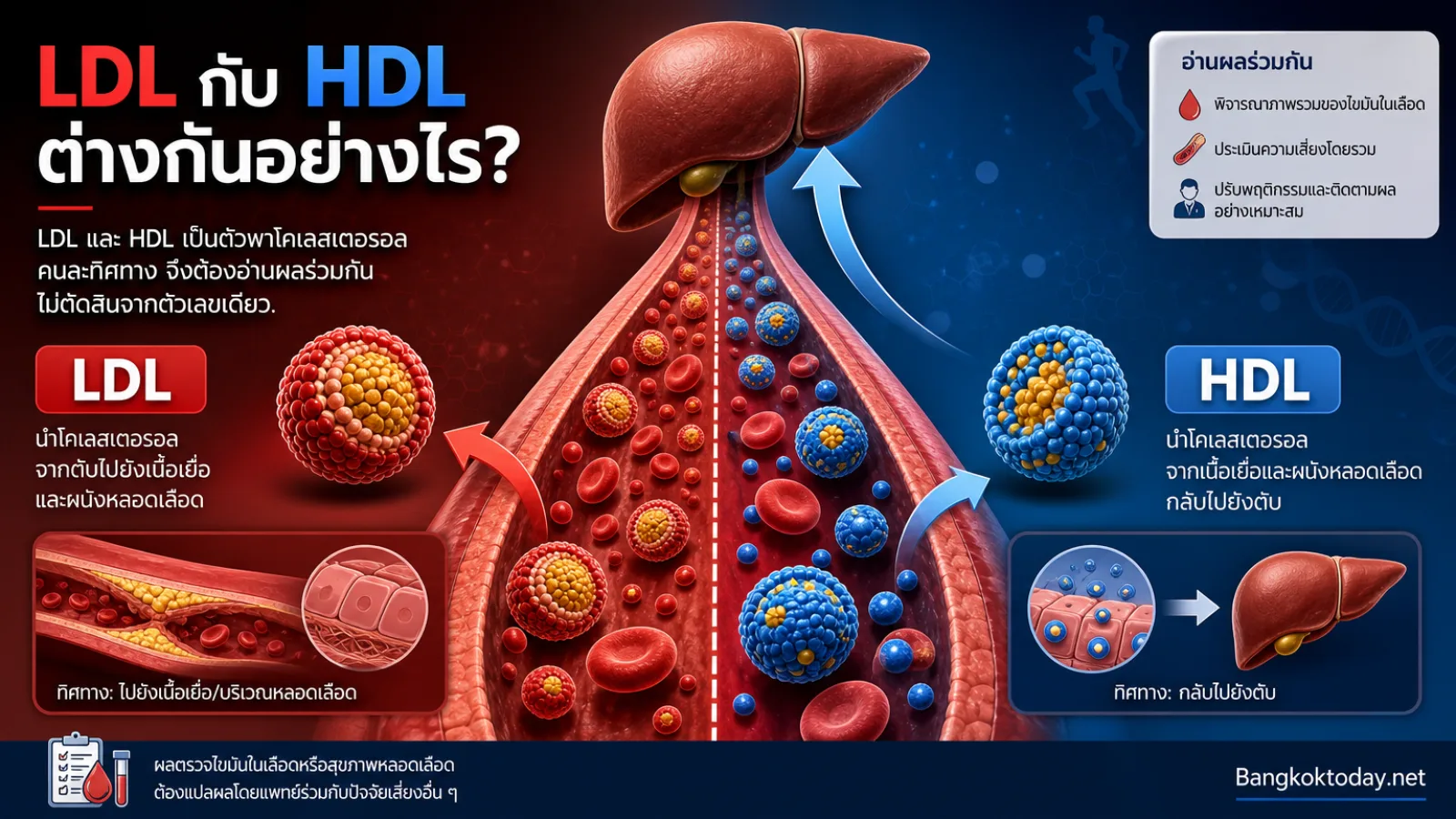 ค่า LDL และ HDL ต่างกันอย่างไร อ่านผลตรวจไขมันในเลือดแบบเข้าใจง่าย — LDL คือ