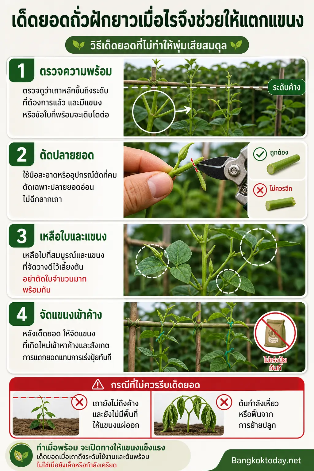 อินโฟกราฟิกอธิบาย เด็ดยอดถั่วฝักยาวเมื่อไรจึงช่วยให้แตกแขนง